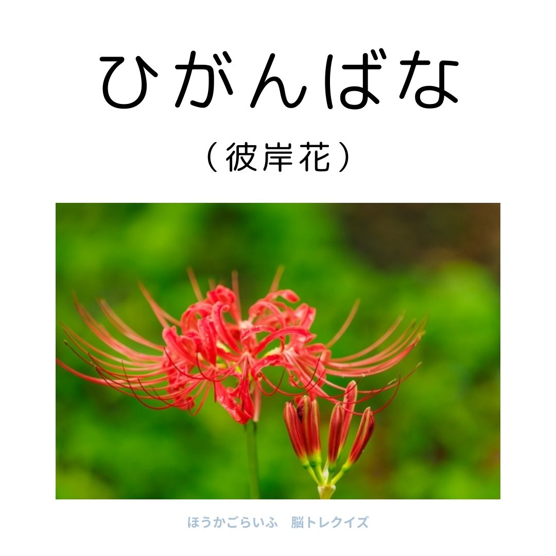 高齢者向け（無料）言葉の並び替えで脳トレしよう！文字（ひらがな）を並び替える簡単なゲーム【花の名前】健康寿命を延ばす鍵